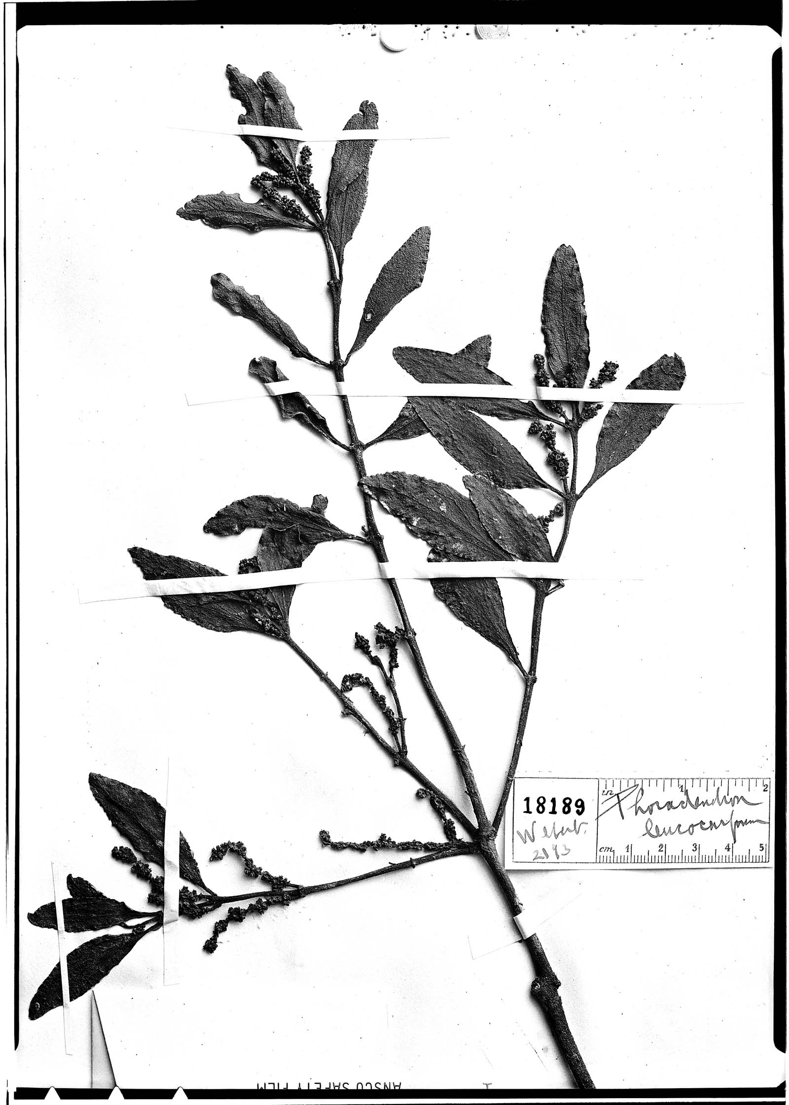 Phoradendron leucocarpum image