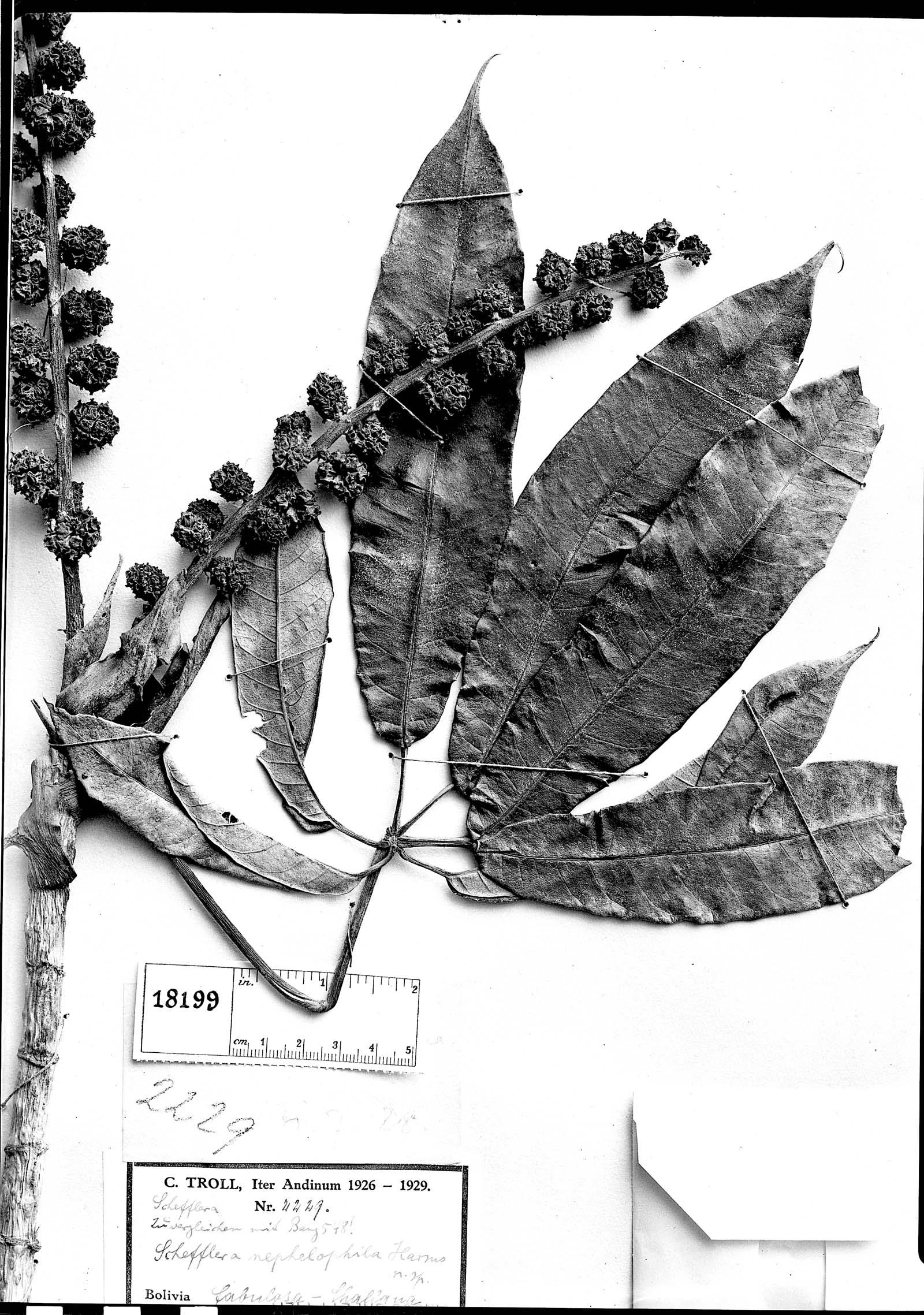 Schefflera nephelophila image