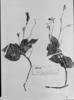 Ruellia longipedunculata image