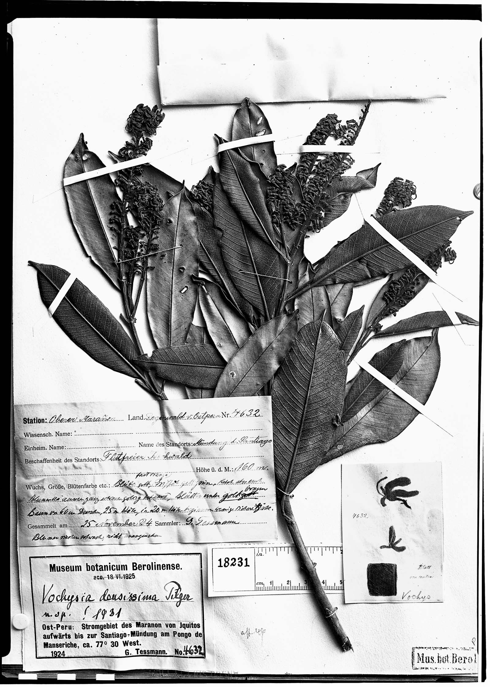 Vochysia vismiifolia var. densissima image