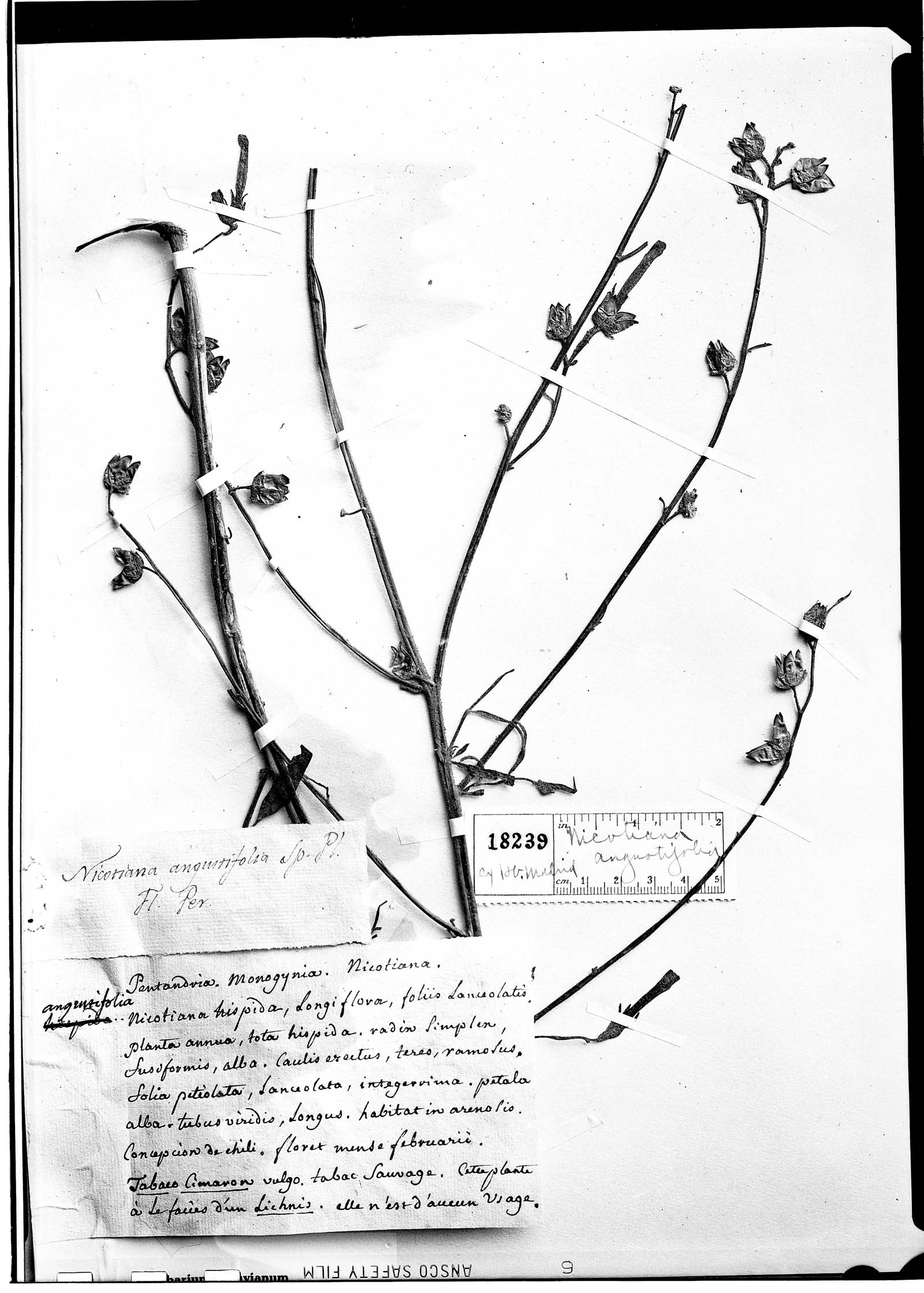 Nicotiana angustifolia image