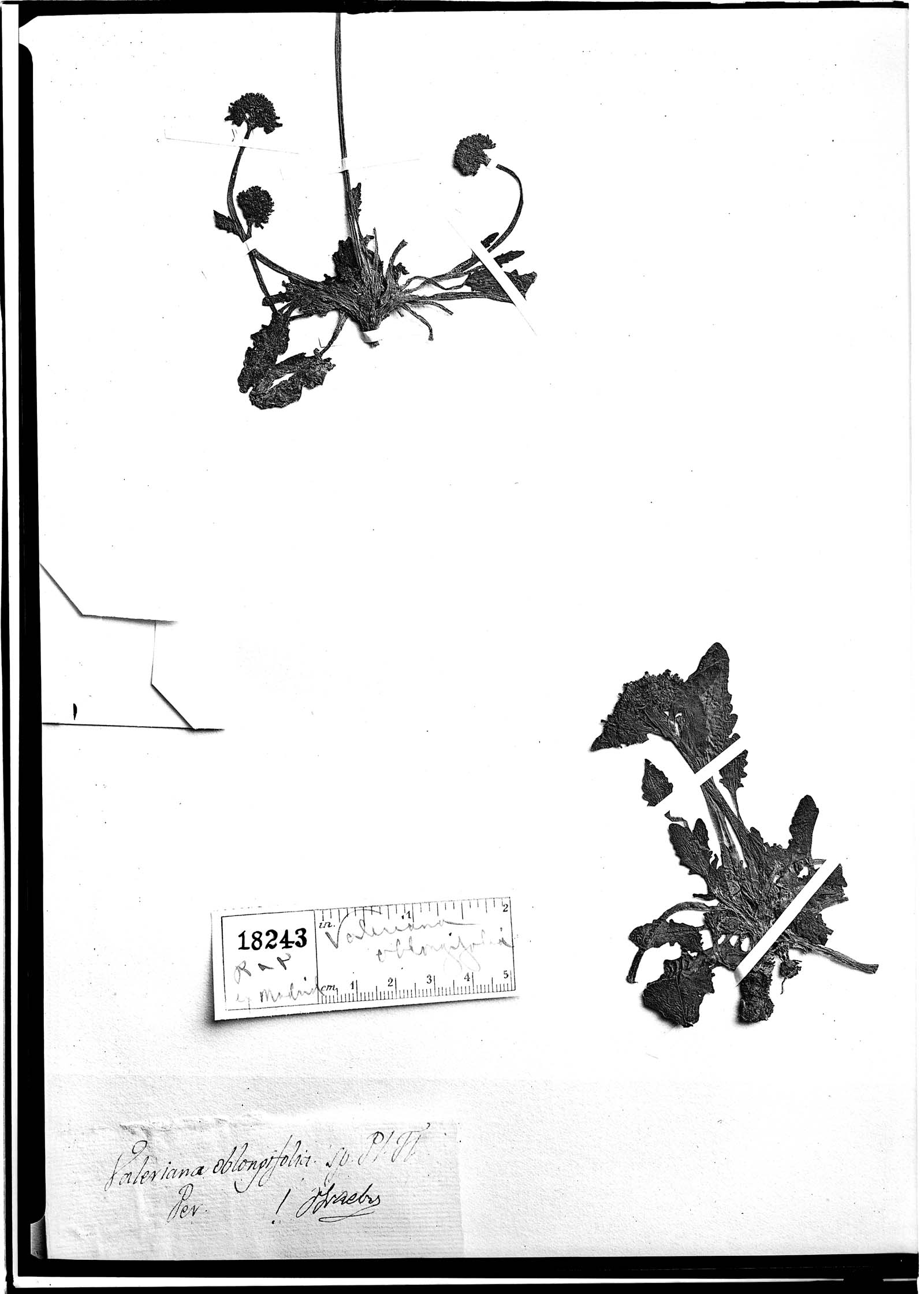 Valeriana oblongifolia image