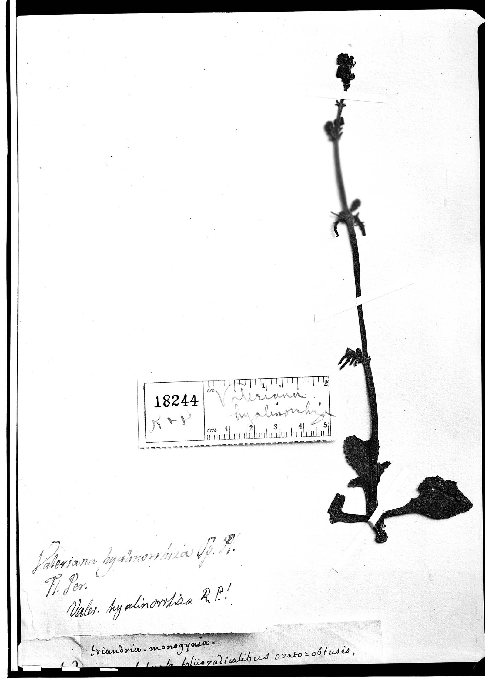 Valeriana hyalinorrhiza image