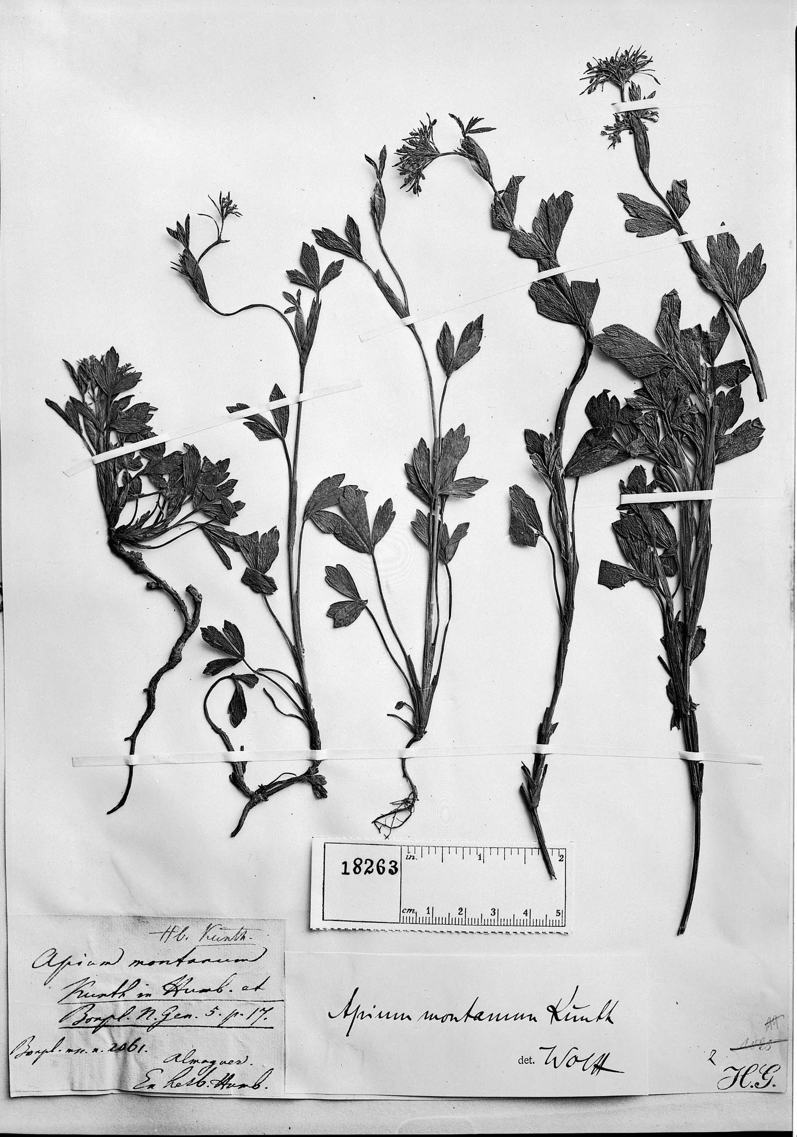 Apium montanum image
