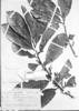 Iryanthera tricornis image