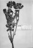 Bejaria grandiflora image