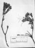 Bejaria ledifolia image