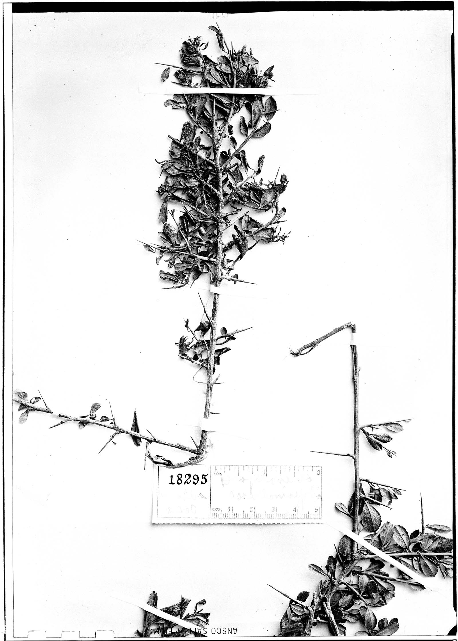 Hesperomeles escalloniifolia image