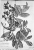 Swartzia laxiflora image