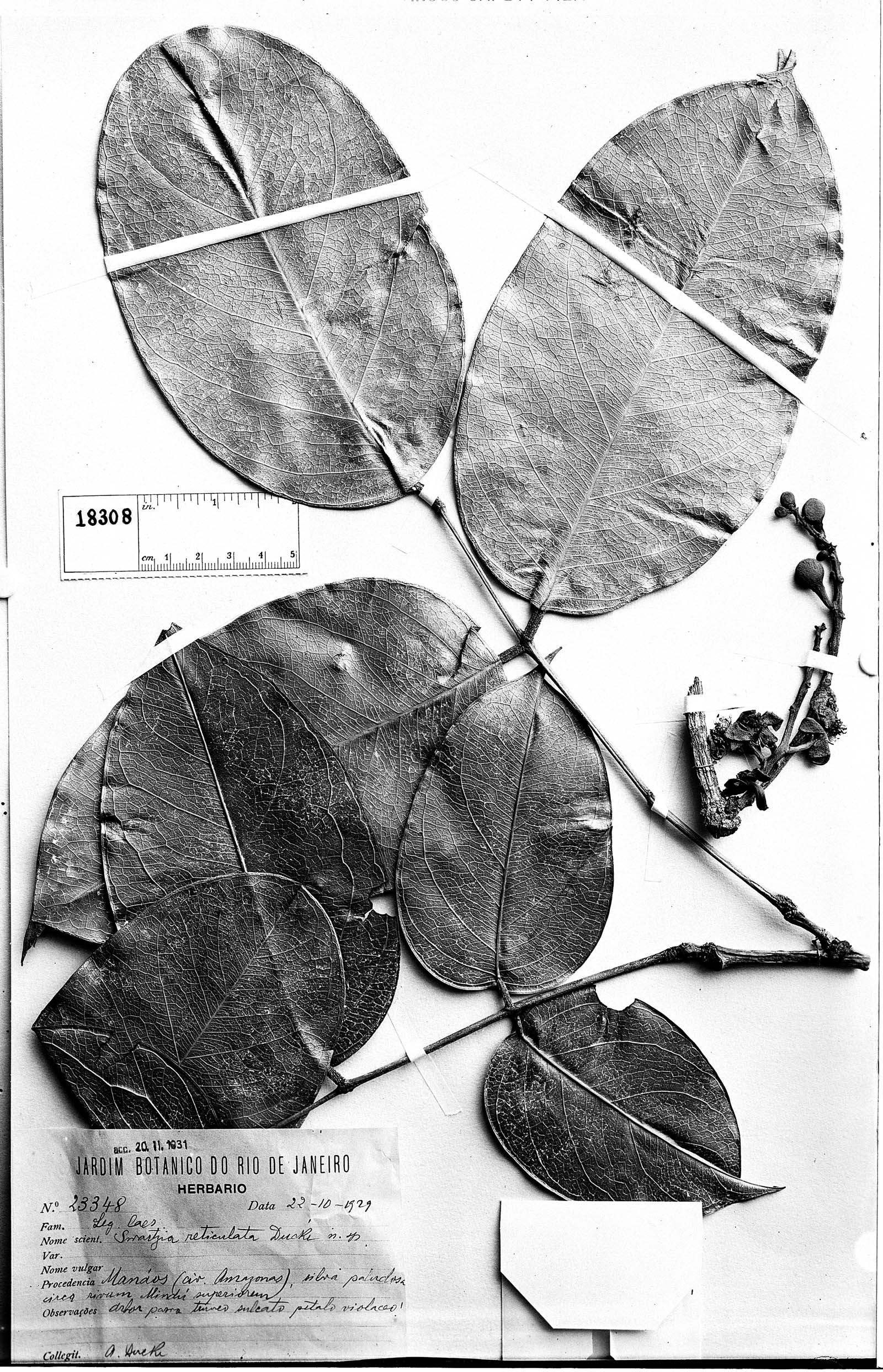 Swartzia reticulata image