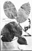 Swartzia reticulata image