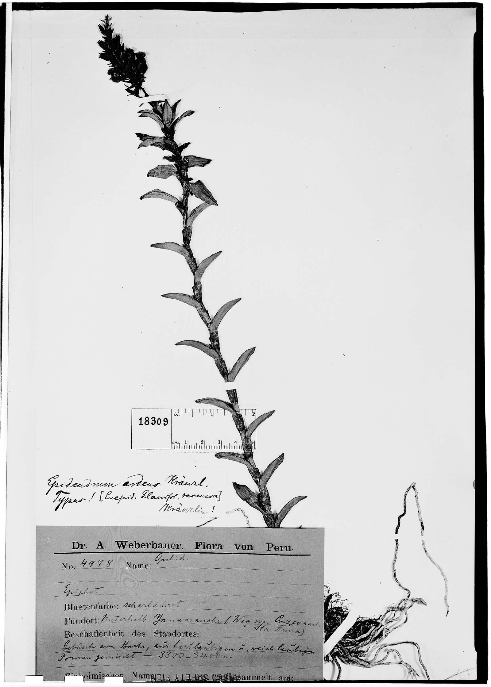 Epidendrum ardens image