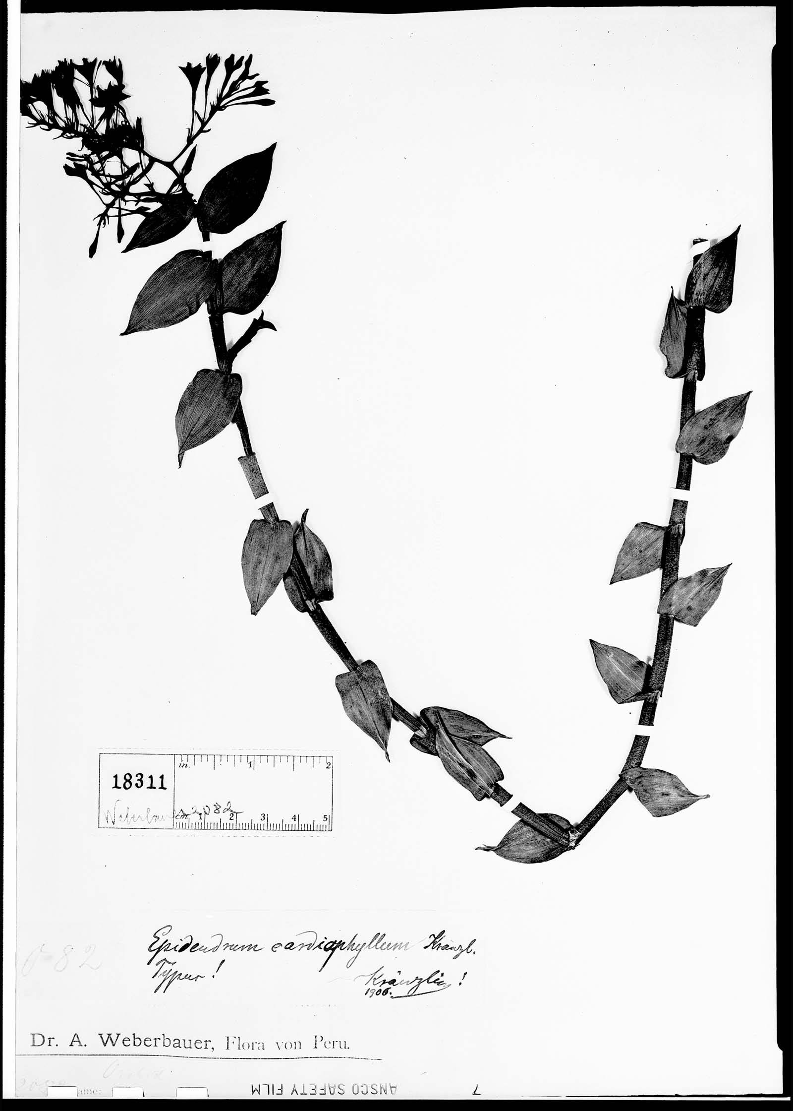 Epidendrum cardiophyllum image