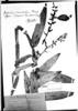 Epidendrum dermatanthum image