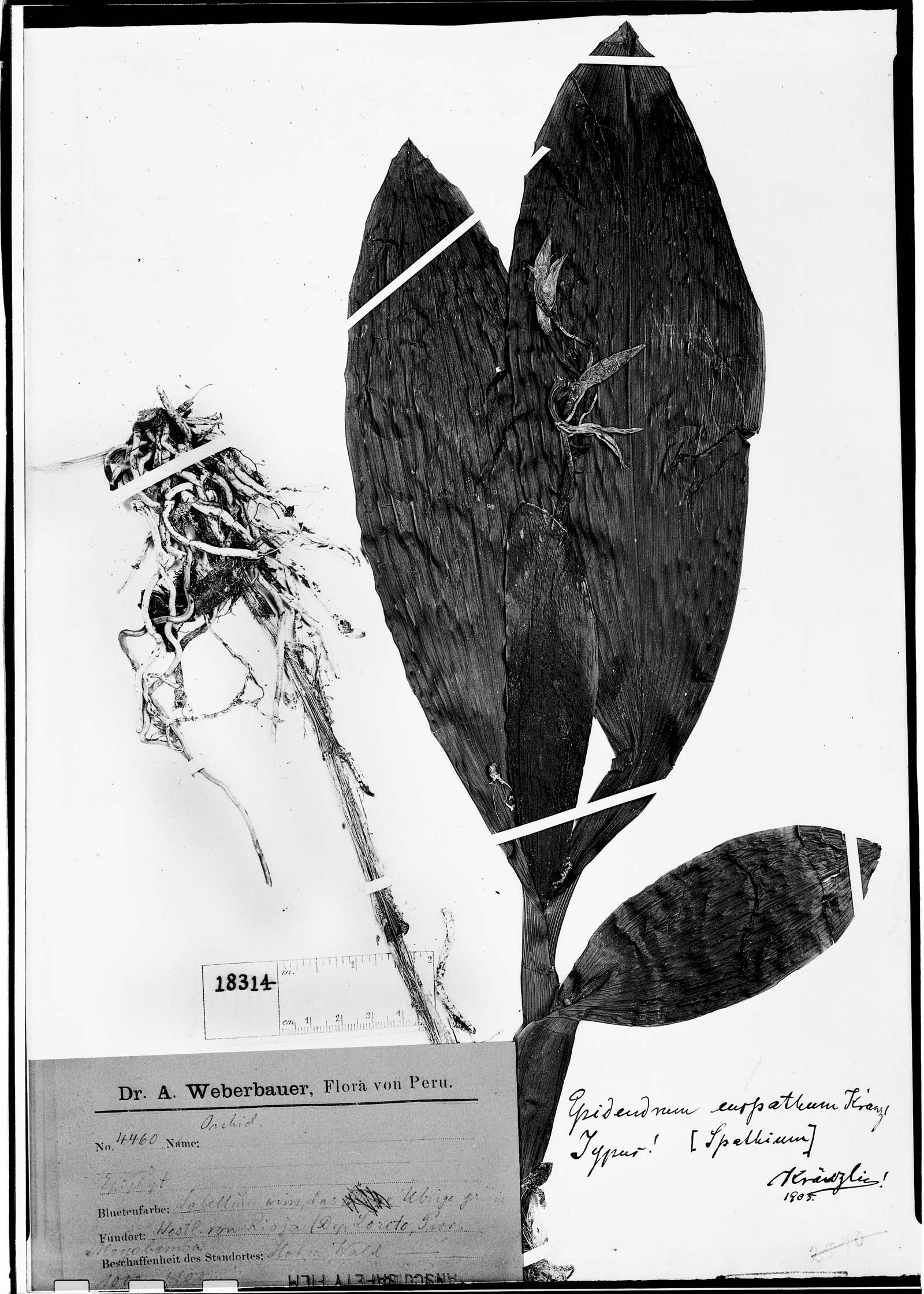 Epidendrum euspathum image