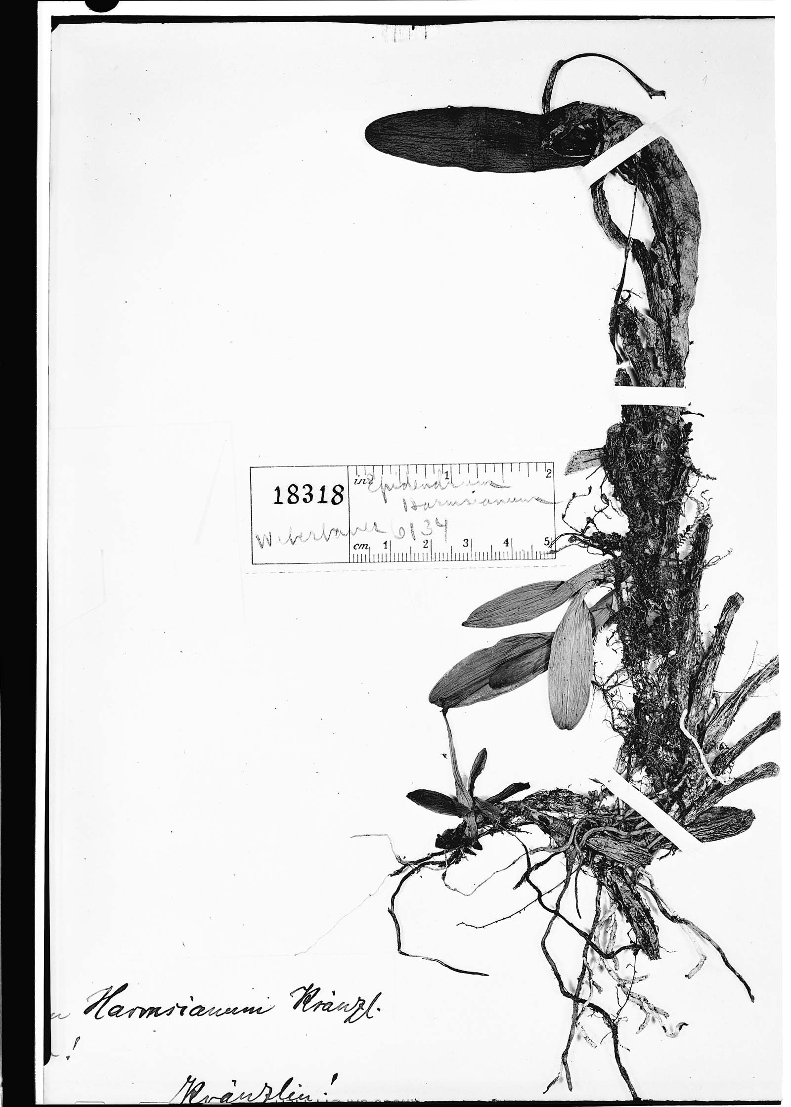 Epidendrum harmsianum image