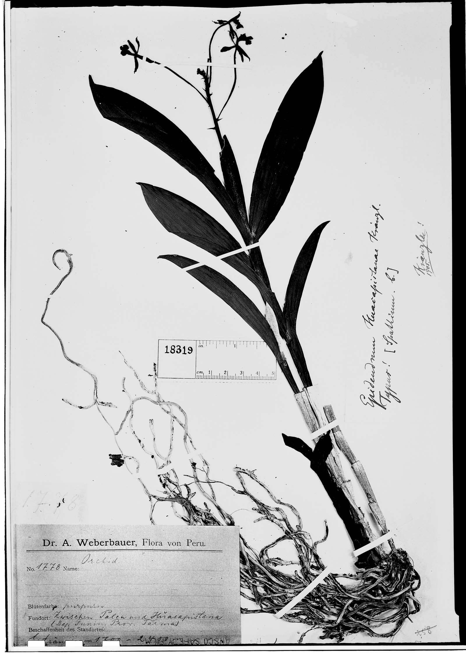 Epidendrum friderici-guilielmi image
