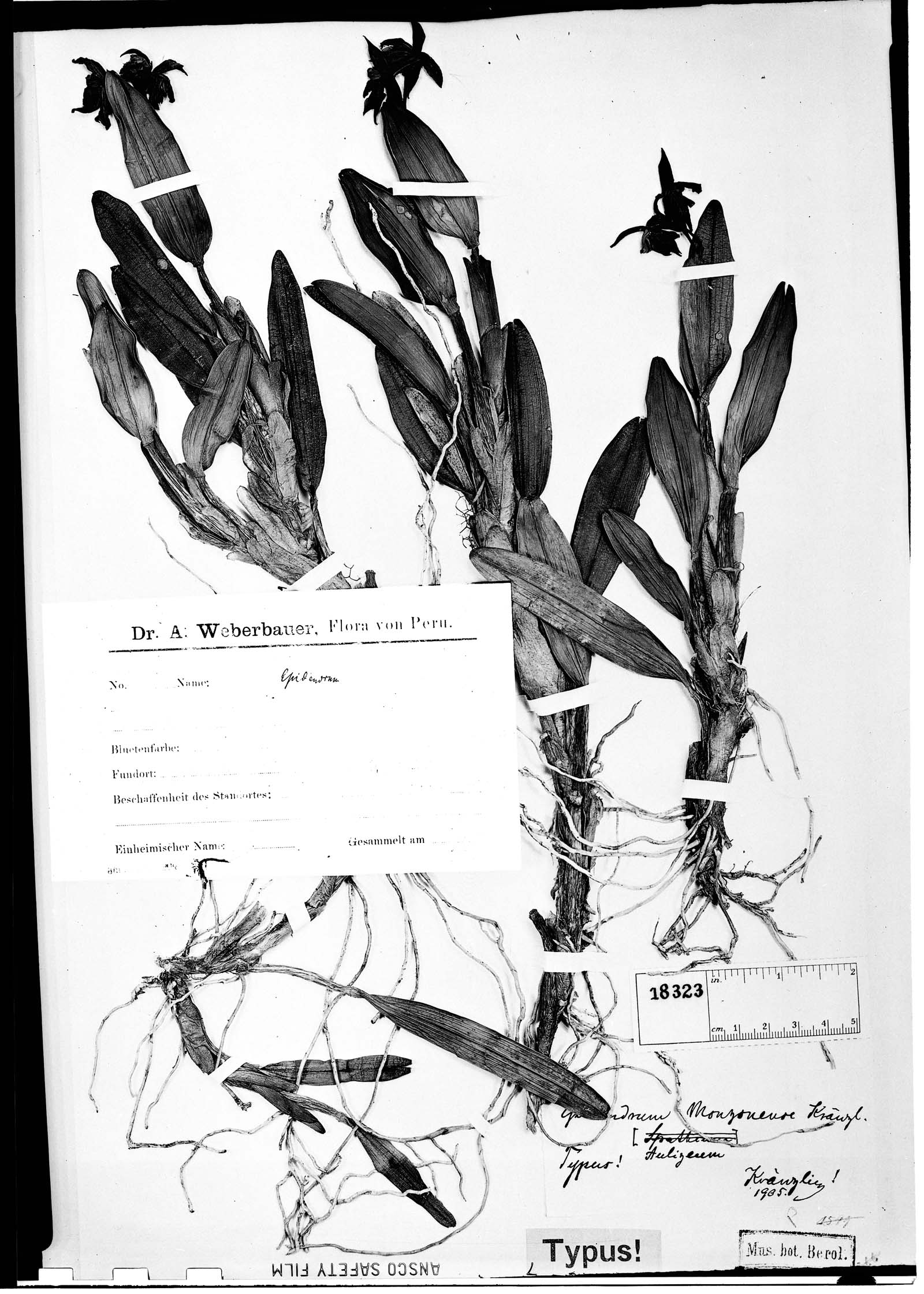 Epidendrum monzonense image