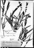 Epidendrum ventricosum image