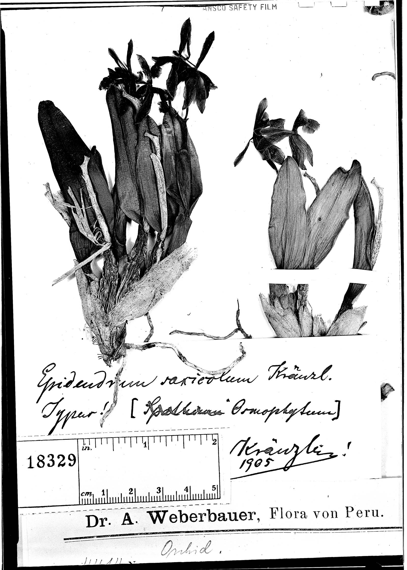 Epidendrum saxicola image