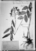 Epidendrum weberbauerianum image