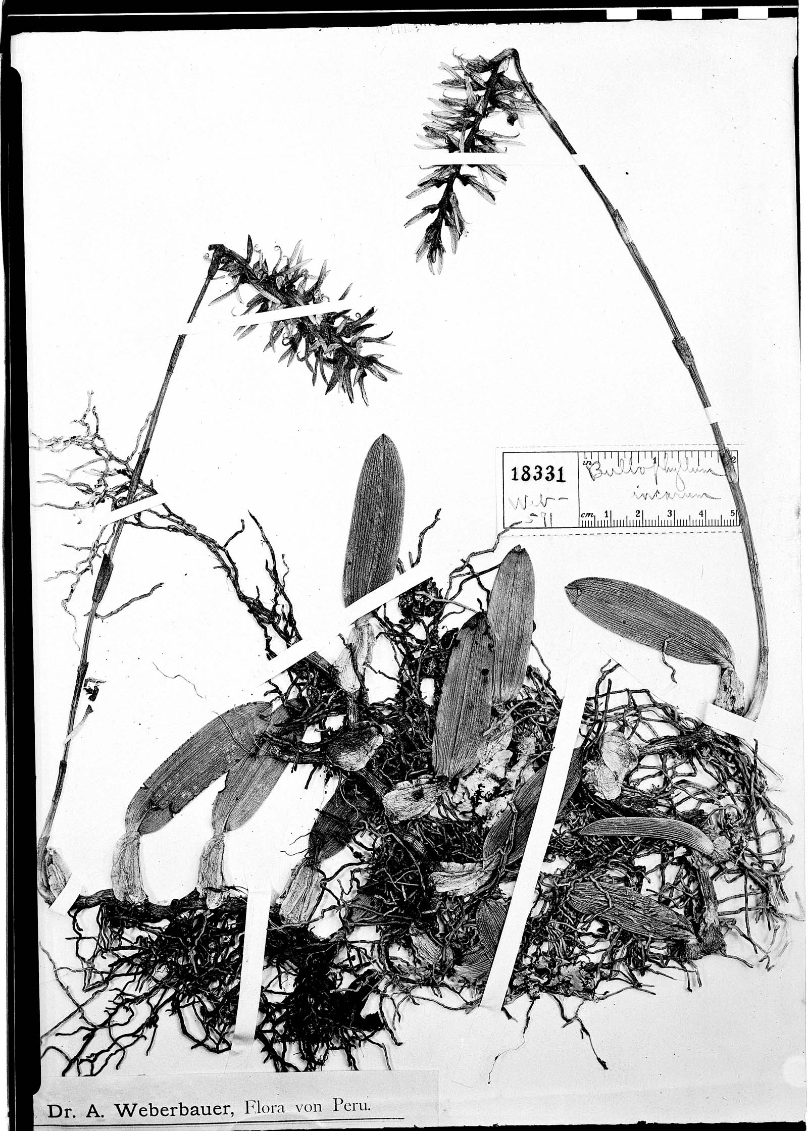 Bulbophyllum incarum image