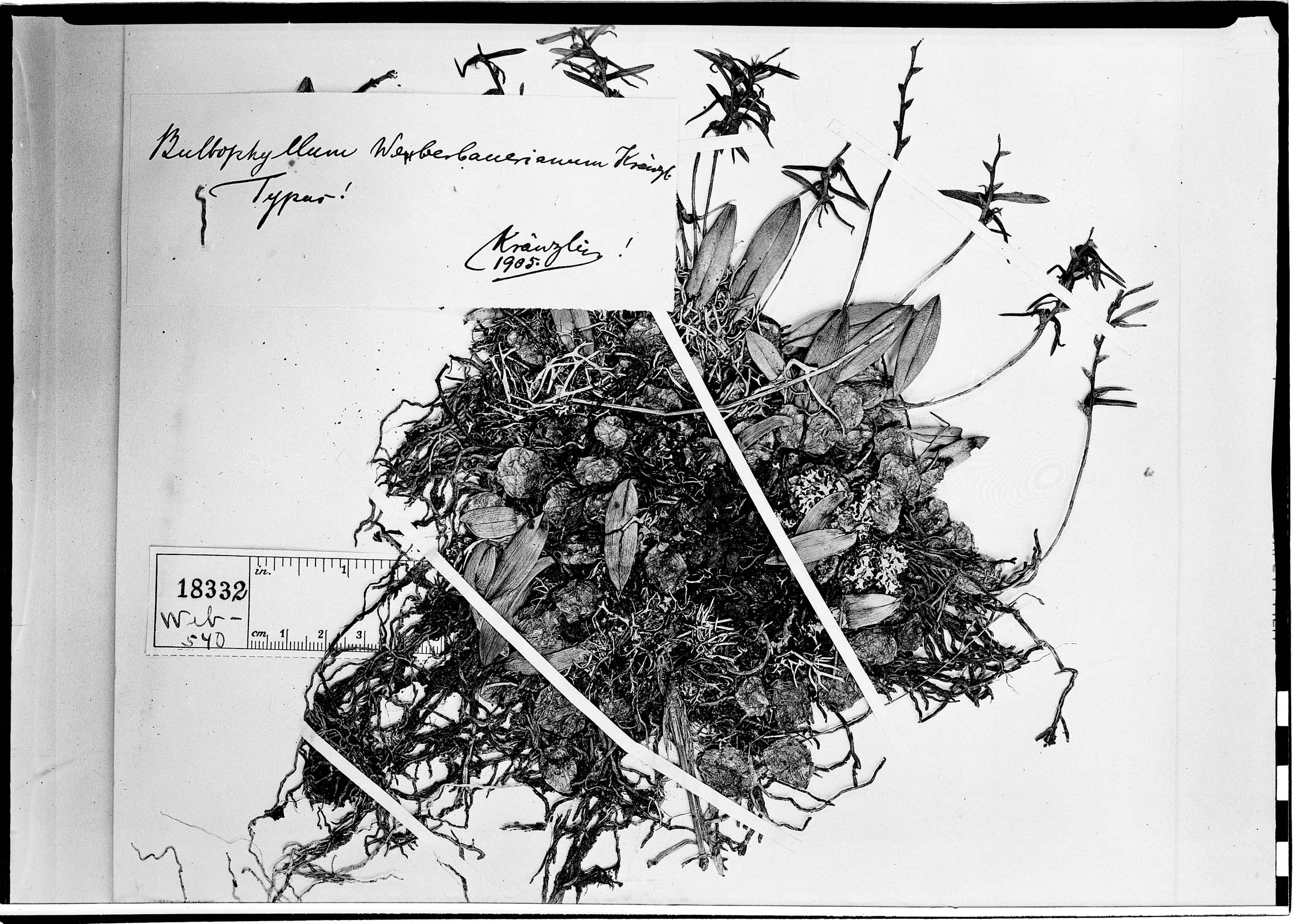 Bulbophyllum weberbauerianum image