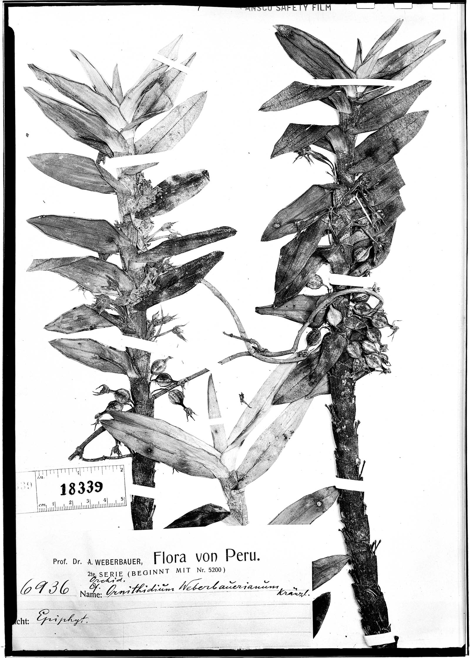 Ornithidium weberbauerianum image