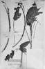Sparattosperma leucanthum image
