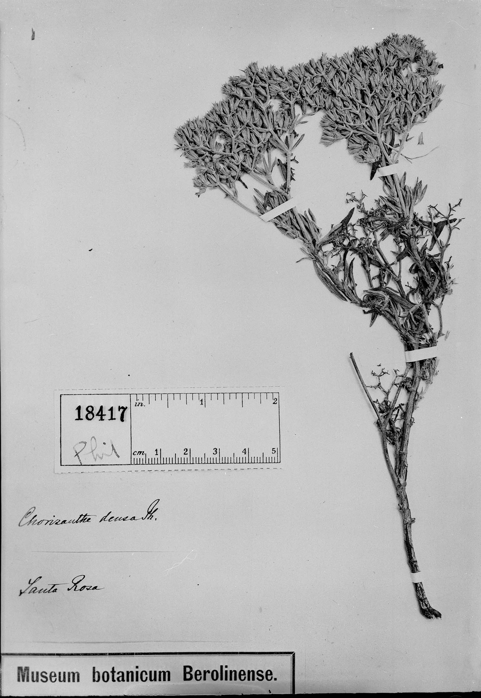 Chorizanthe densa image
