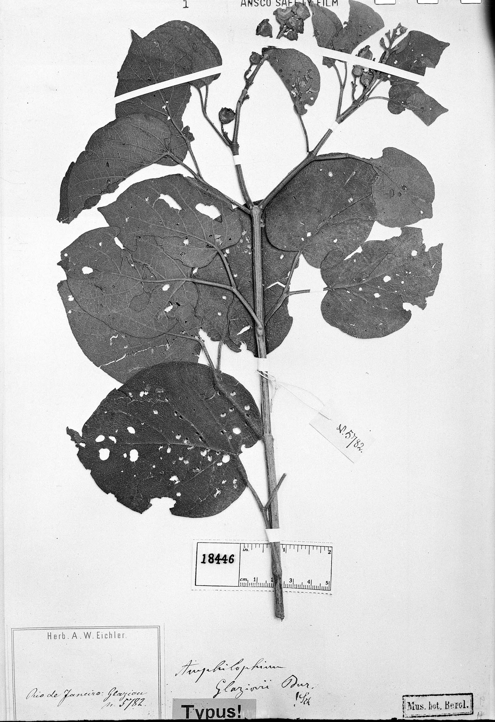 Amphilophium dusenianum image