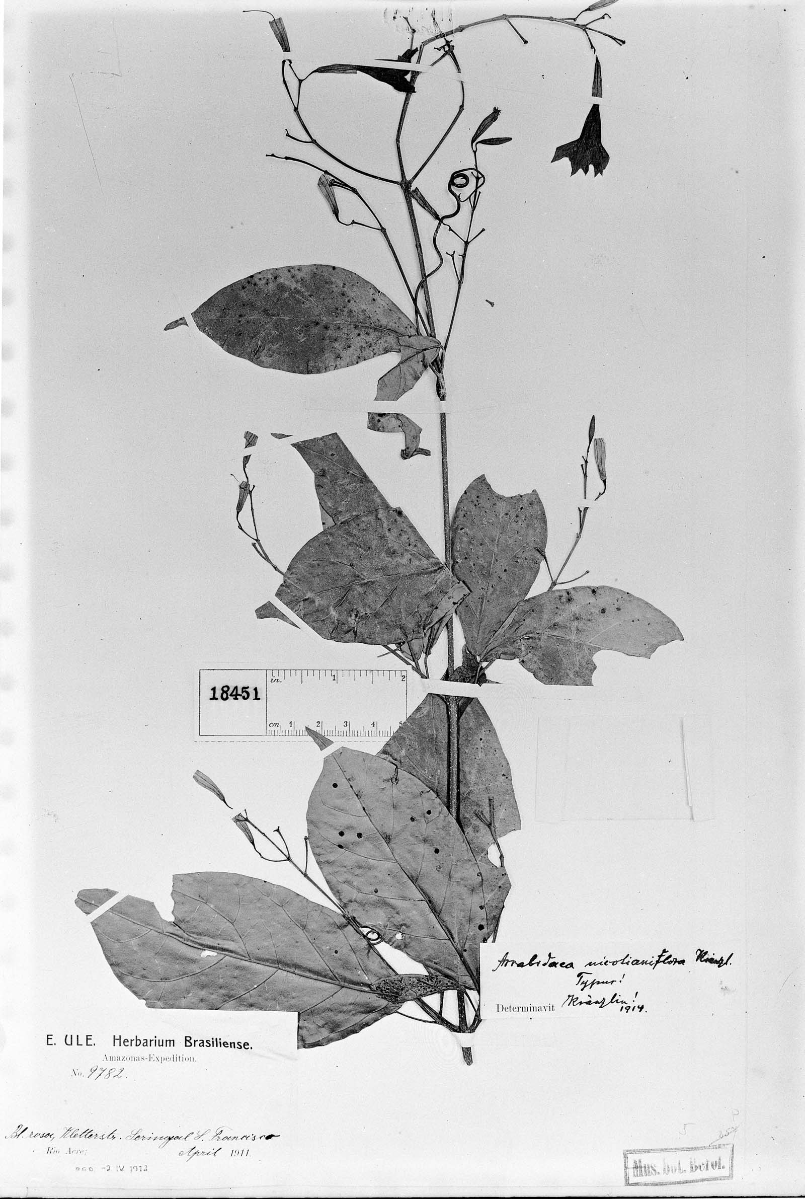 Arrabidaea nicotianiflora image