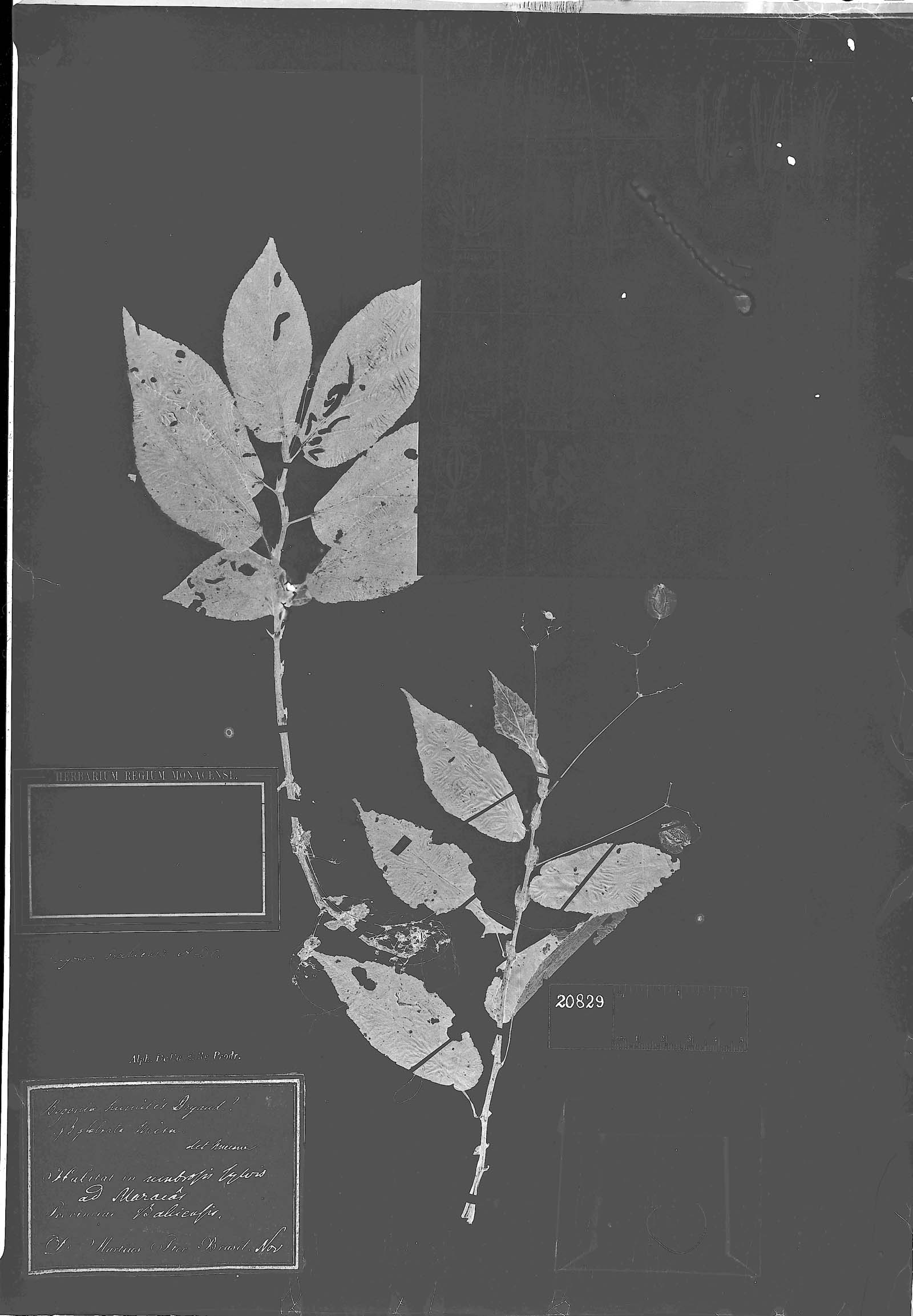 Begonia bahiensis image