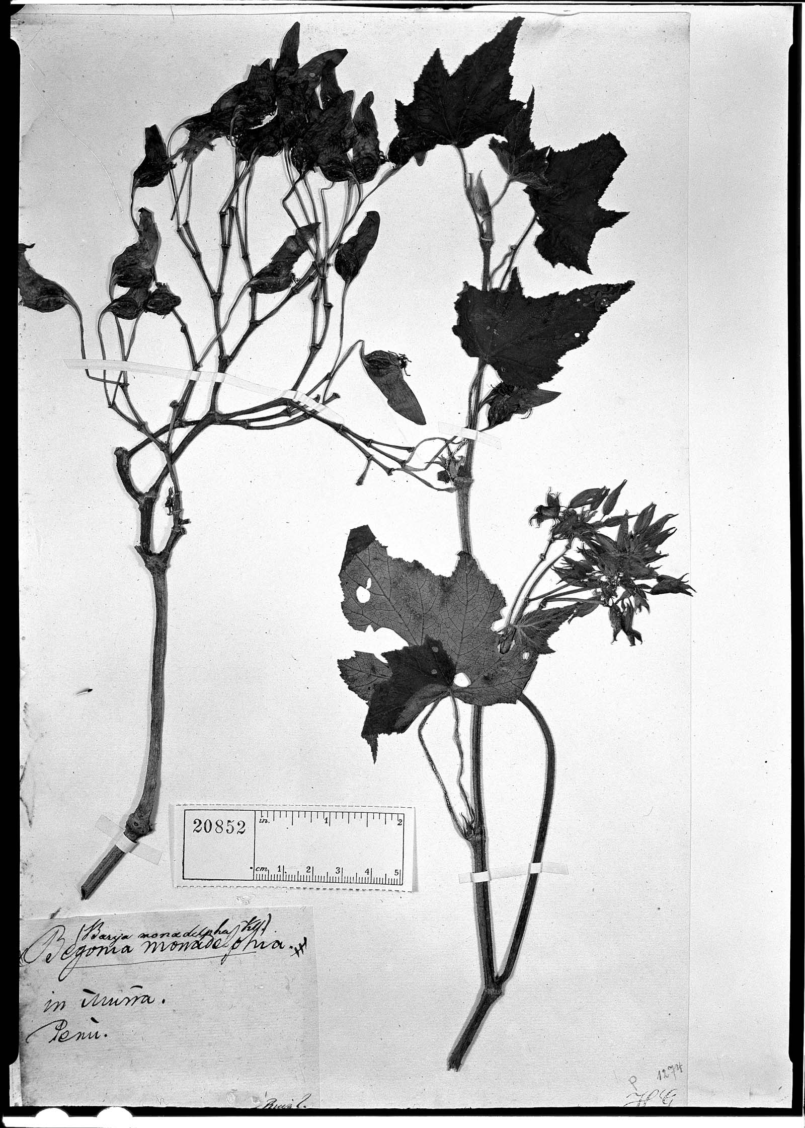 Begonia monadelpha image