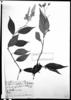 Begonia rossmanniae image