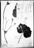 Begonia cyathophora image