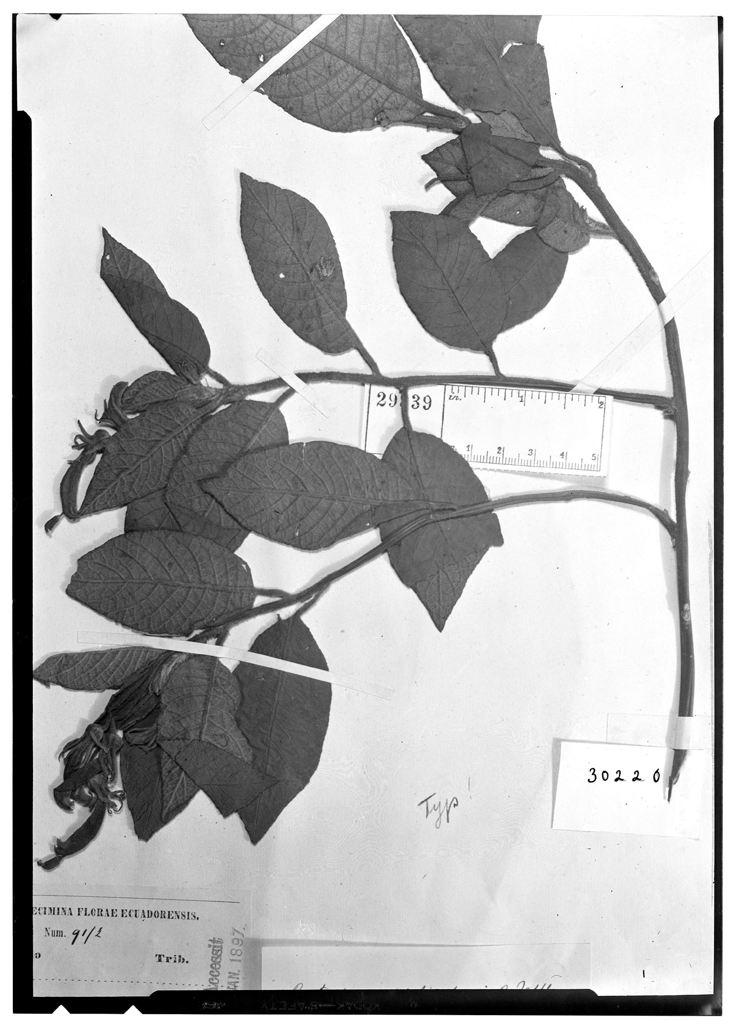 Centropogon pichinchensis image