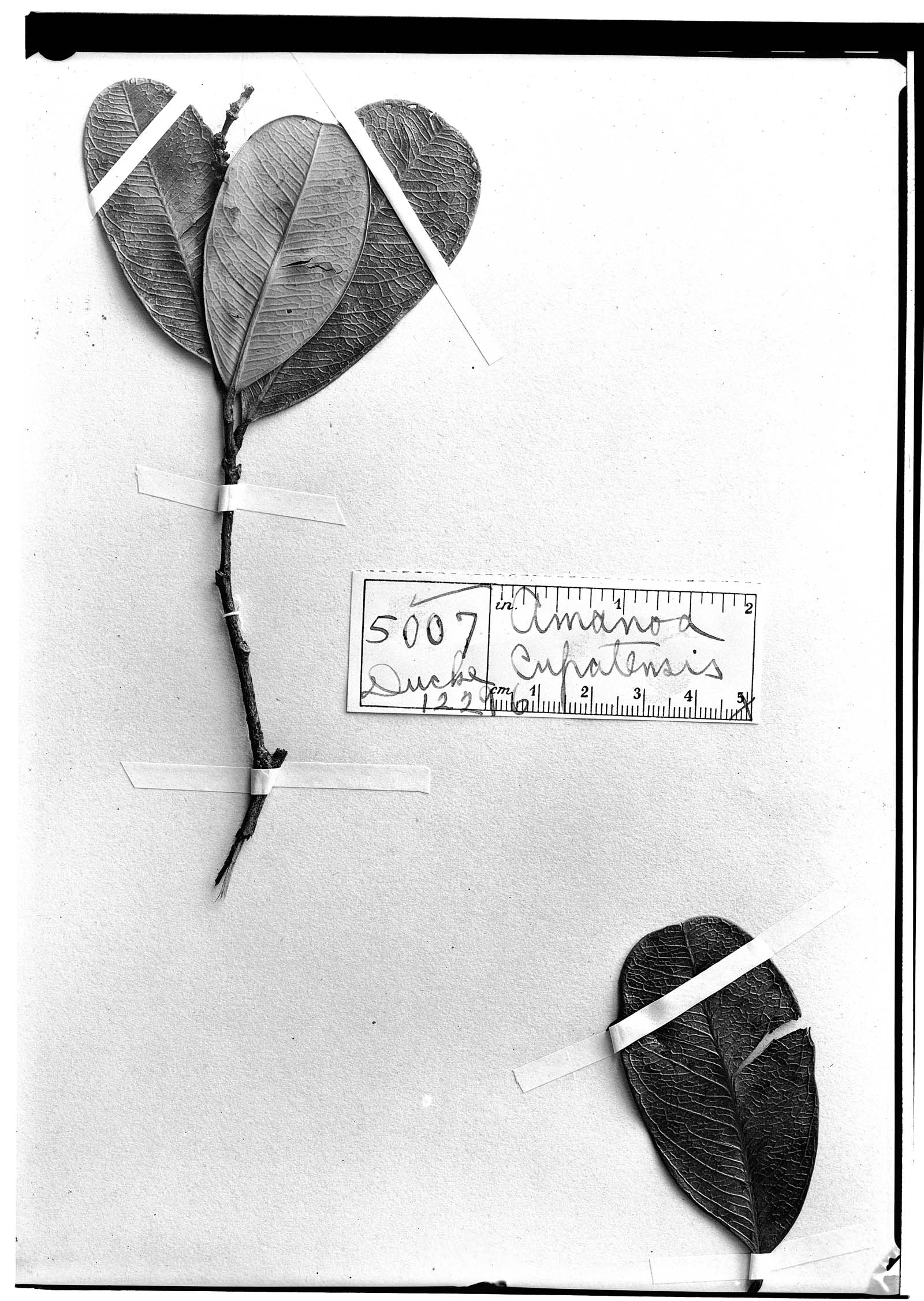 Amanoa cupatensis image