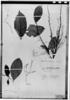 Phyllanthus adenodiscus image