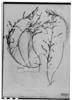 Phyllanthus arenicola image