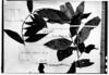 Phyllanthus cladotrichus image