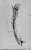 Phyllanthus diffusus image