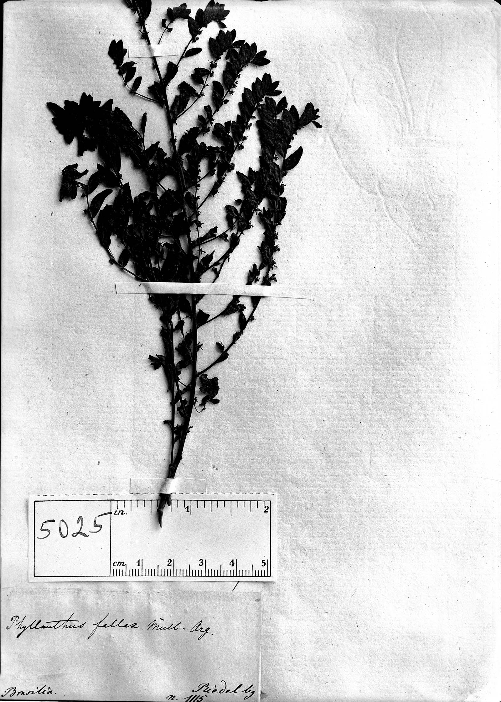 Phyllanthus fallax image