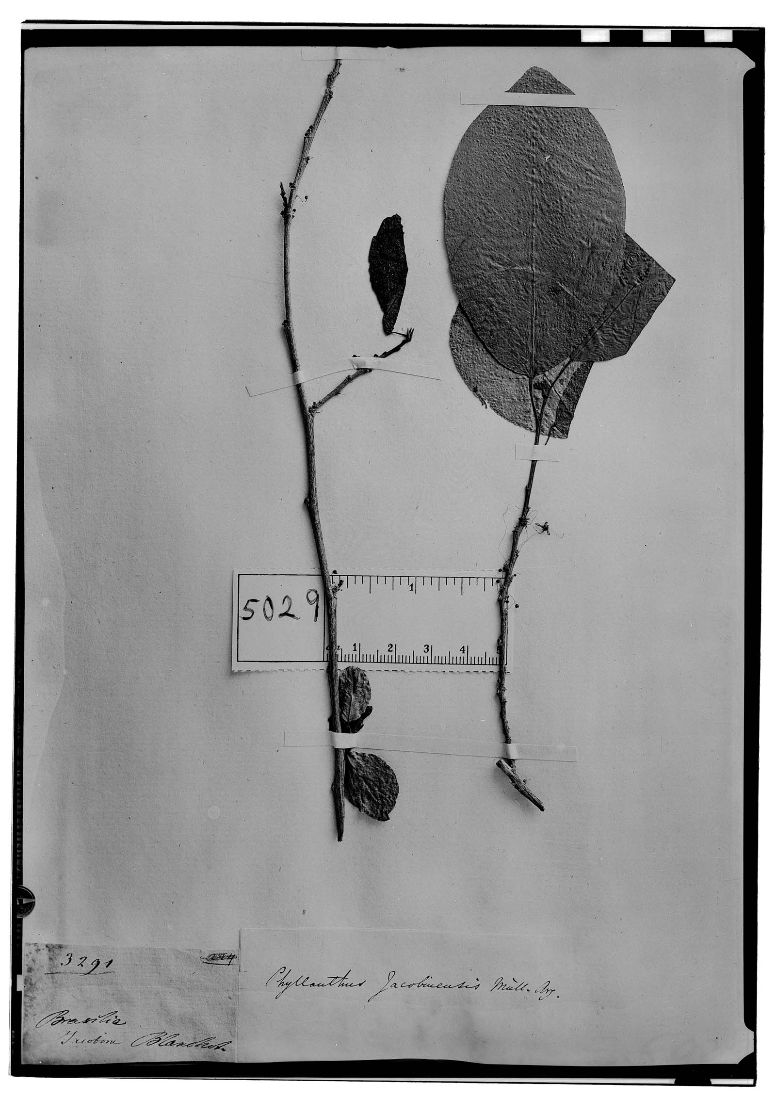 Astrocasia jacobinensis image