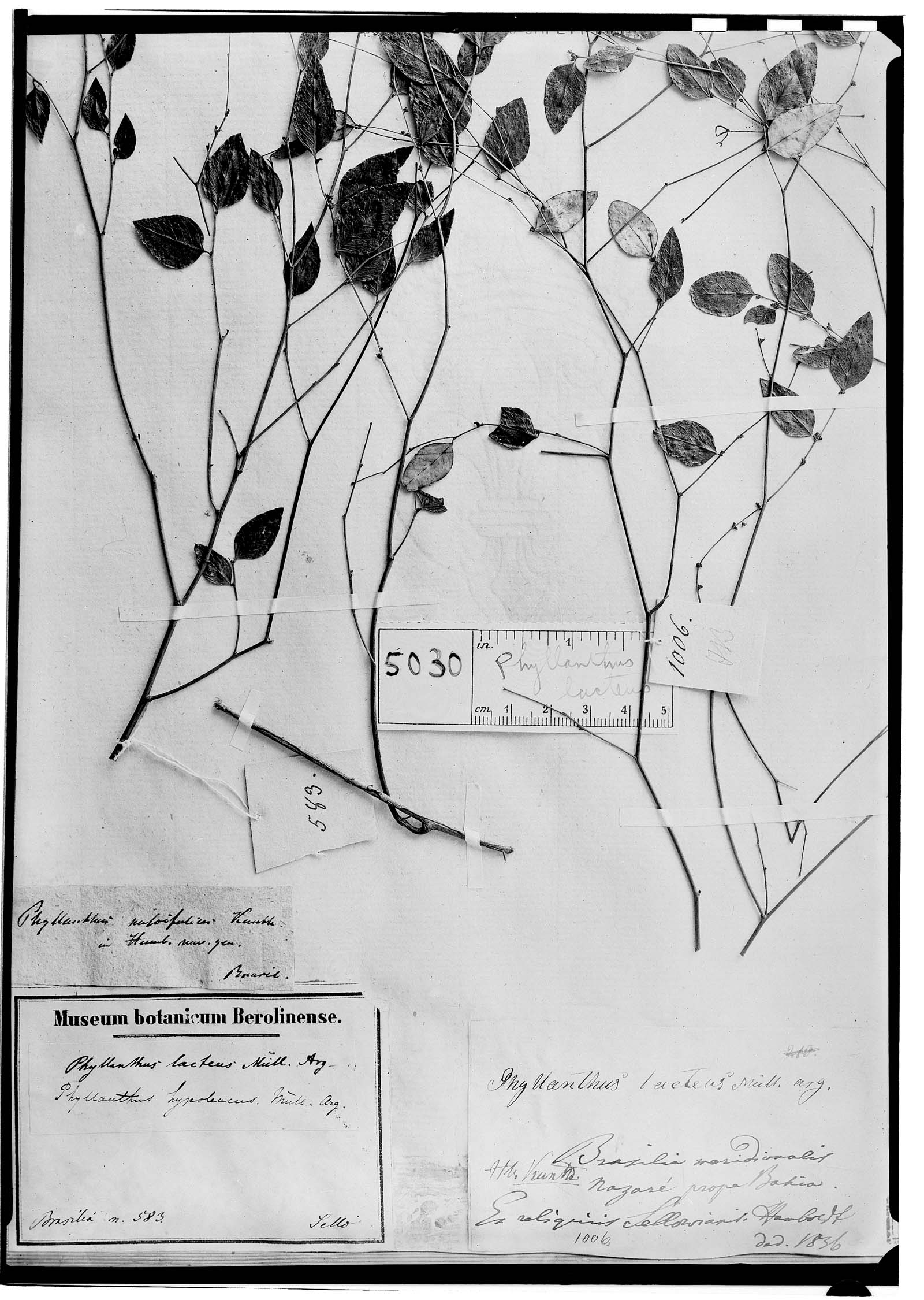 Phyllanthus hypoleucus image