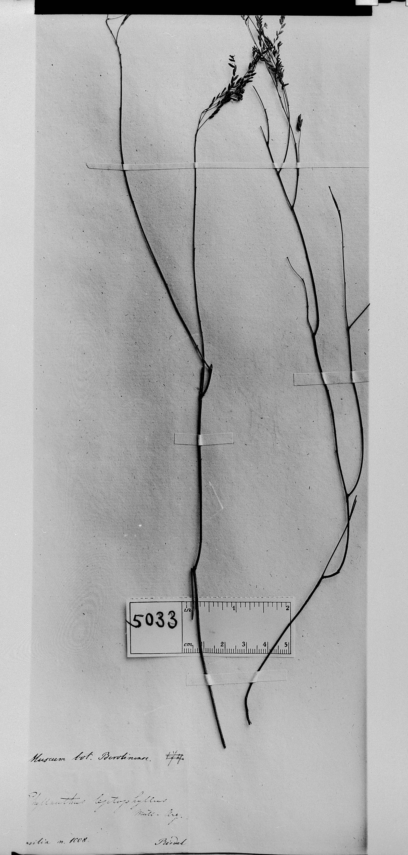 Phyllanthus leptophyllus image