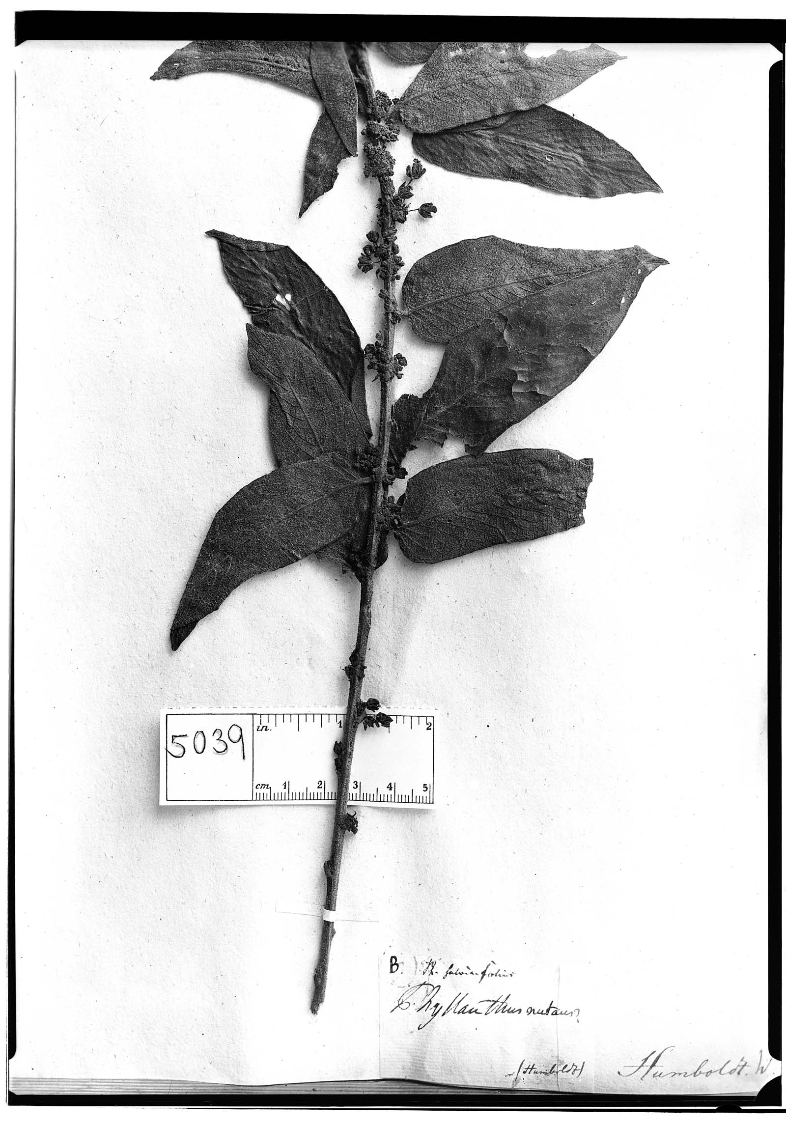 Phyllanthus mollis image