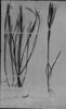 Phyllanthus angustissimus image