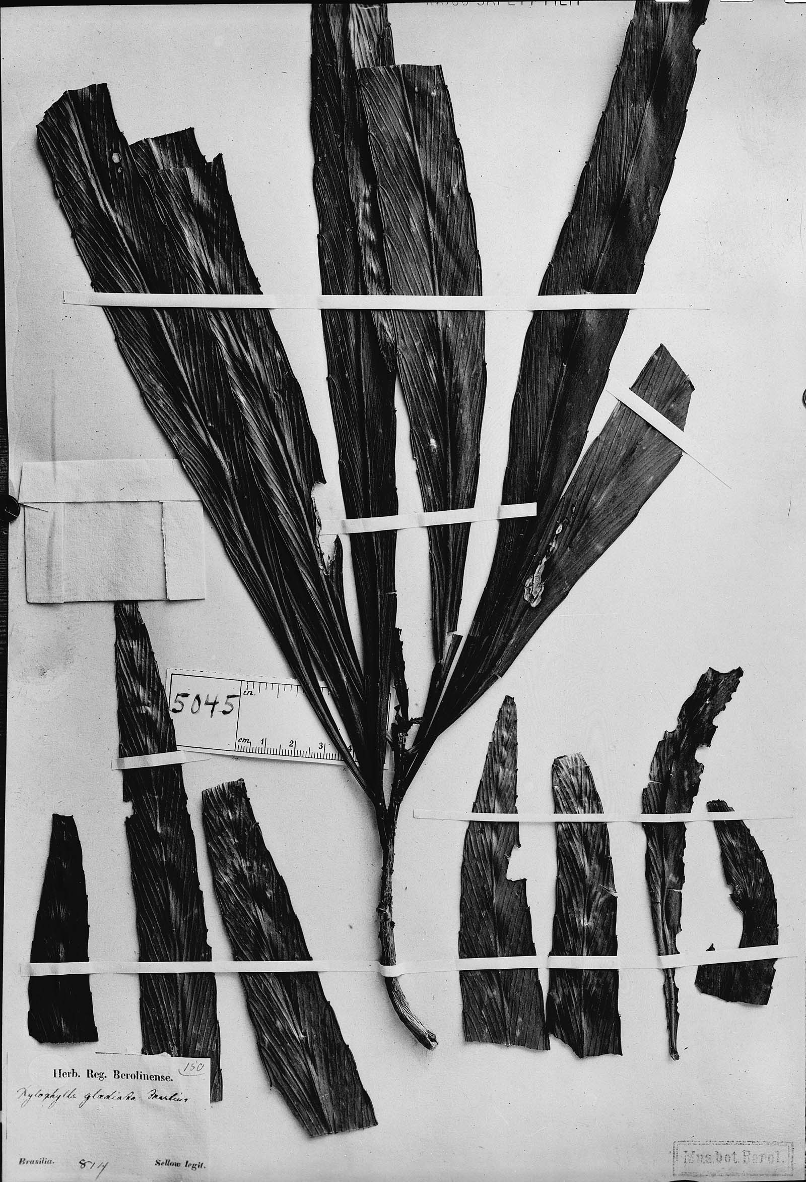 Phyllanthus gladiatus image