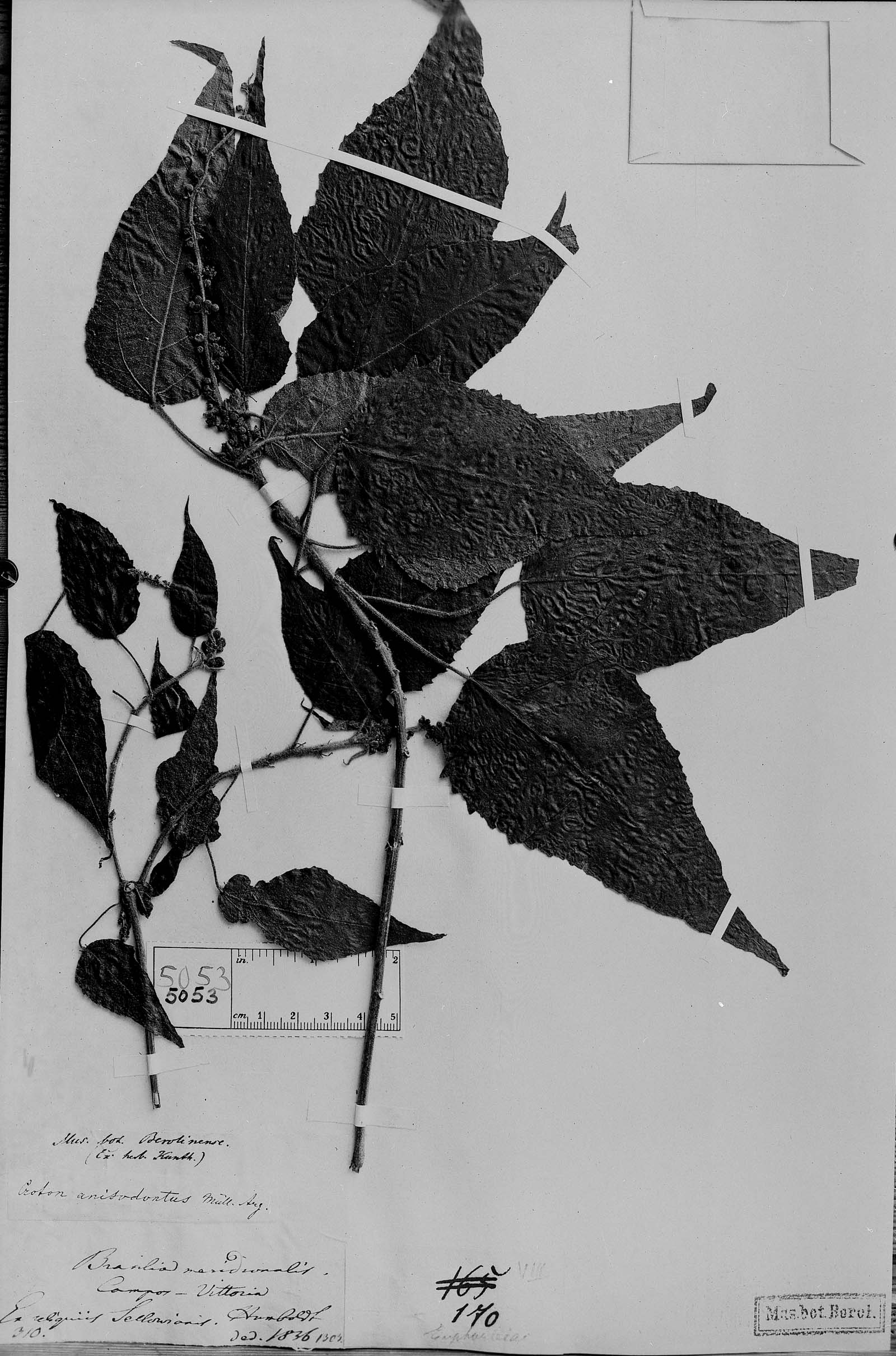 Croton anisodontus image